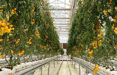 自動控制系統溫室