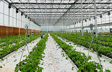 智慧農業智能大棚 智慧農業智能大棚